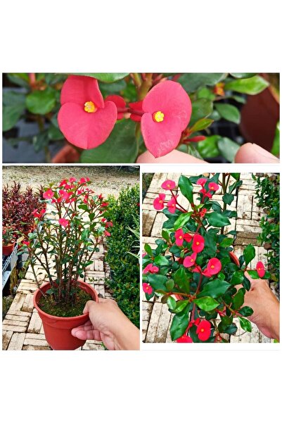 Bitkim Sende Videolu Dikensiz Dikenler Tacı Özel Tür Büyük Boy (35 60 Cm) Sak...