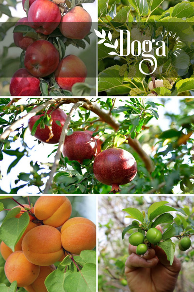 DOĞA FİDANCILIK 5 li Karışık Meyve Fidanı Kırmızı Elma , Dut , Nar , Kayısı v...