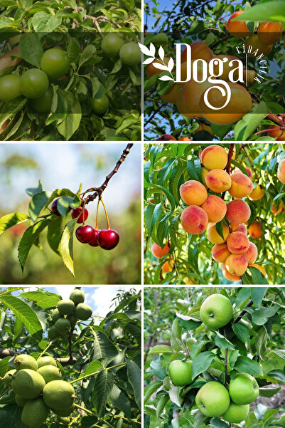 DOĞA FİDANCILIK 6 lı Karışık Meyve Fidanı Can Erik , Kayısı , Vişne , Şeftali...