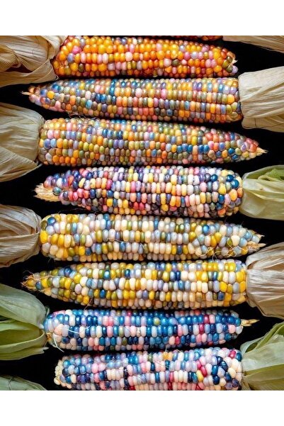 doğaşık Taze ve Kaliteli Mısır Tohumu - Kendi Mısırınızı Yetiştirin 50 adet