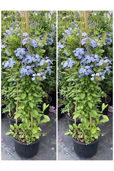 Bitkim Sende Videolu Kokulu Mavi Yasemin Fidesi 2 Adet Saksılı/tüplü 35-60 Cm (PLUMBAGO BLUE JASMİNE)