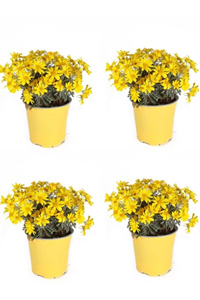 Bitkim Sende Videolu Sarı Çalı Papatya 4 Adet Saksılı/ Tüplü 20-40 Cm Dış Mek...