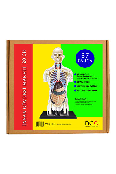 neo oyna sorgula keşfet İnsan Gövdesi Maketi 20 cm 37 Parça