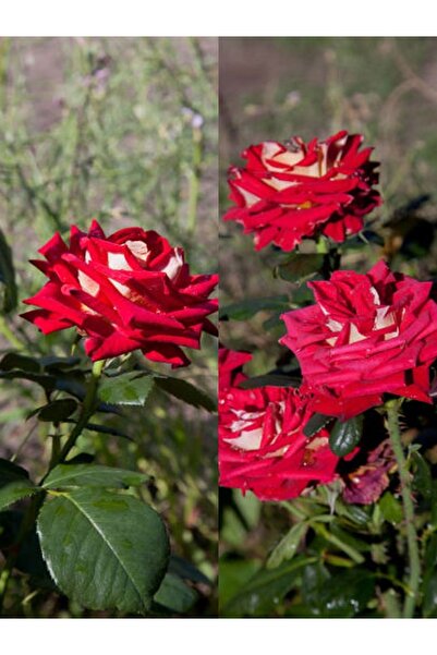 serada decor & plant Videolu Isparta Meyland Kırmızı Kokulu Yediveren(55 65 C...