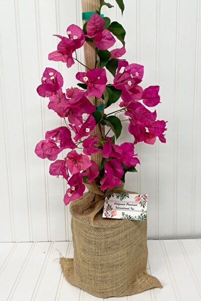 ÇİÇEKFLİX Begonvil fidesi ( fuşya)16-21cm dikime hazır mini boy