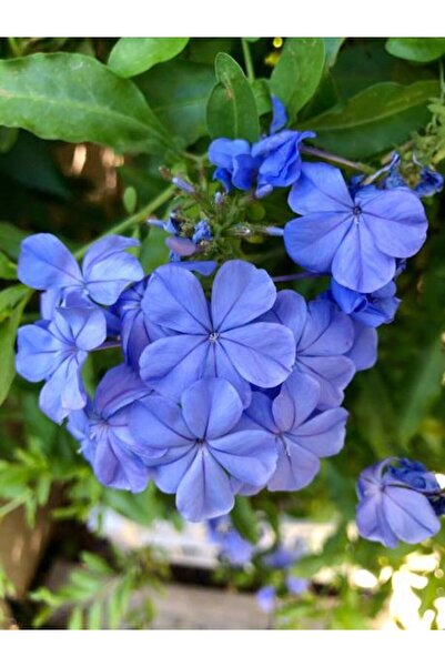 Bitkim Sende Videolu Sarmaşık Mavi Yasemin Fidesi 1 ADET Saksılı/ Tüplü 20-45 Cm (Plumbago Blue Jasmine)