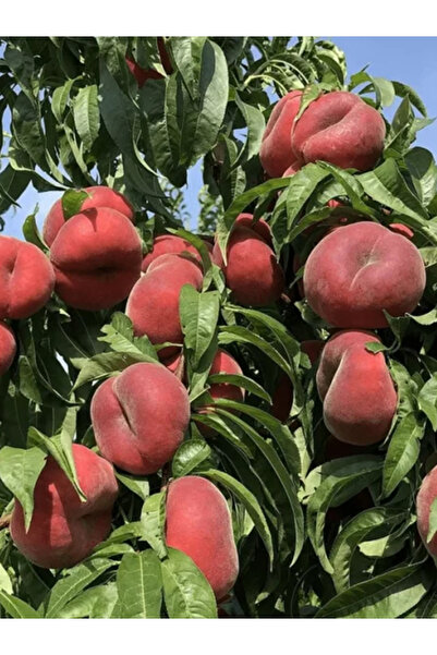 Doğan Fidancılık Yassı Basık Şeftali 3 Yaşında 100 Cm Ile 130 Cm Tüplü Fidan