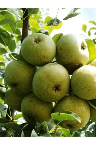 Doğan Fidancılık Ankara Armut Tüplü 3 Yaşında 150-180 Cm Boyunda