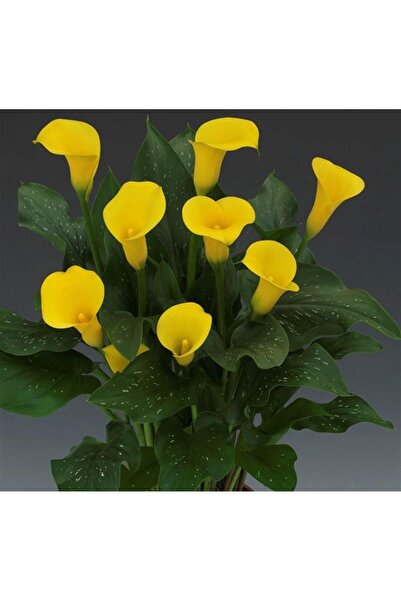 1001fidan Calla, Zantedeschia Kala Cala Gala Çiçeği Patatesi, Yumrusu Universe
