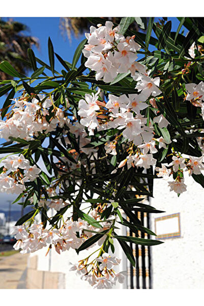 Bitkim Sende Videolu Beyaz Zakkum Bitkisi 1 Adet Saksılı/ Tüplü 30-60 Cm ( Wh...