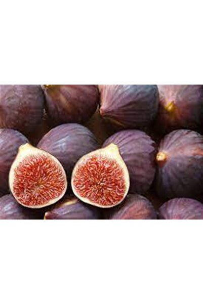 Genel Markalar Tüplü Bursa Siyahı Incir Fidanı