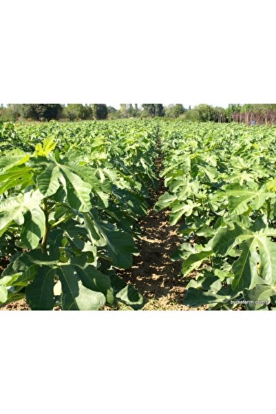 YILMAZLAR Aydın Sarı Lop Incir Fidanı ( Tüpsüz )