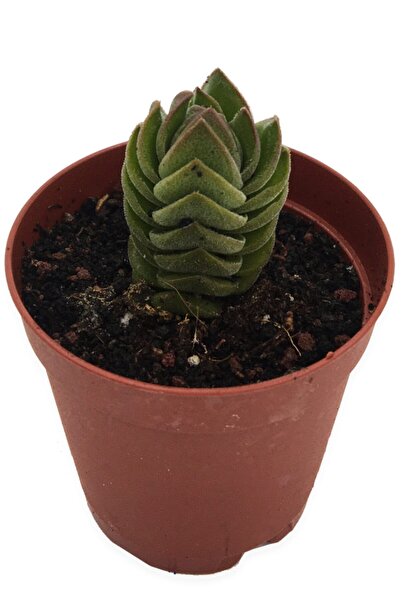 LEVANT Saksıda Crassula Buddha Teample Özel Tür 5,5 cm