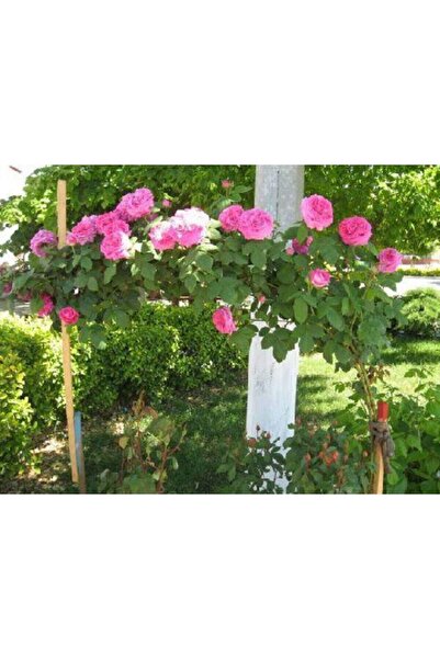 ADA TARIM Tüplü Sarmaşık Yediveren Yoğun Kokulu Sultan Reçellik Isparta Gül Fidanı 100 Cm