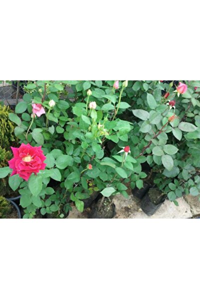 ADA TARIM Tüplü Sarmaşık Yediveren Yoğun Kokulu Sultan Reçellik Isparta Gül Fidanı 100 Cm