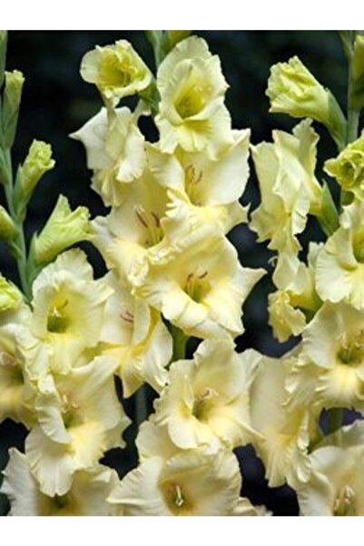 LOBELYA TOHUMCULUK 3 Adet Soft Sarı Renkli Glayör Çiçeği Soğanı