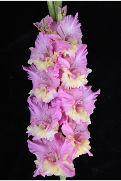 LOBELYA TOHUMCULUK Pembe Sarı Renkli Glayör Çiçeği Soğanı 3 Adet