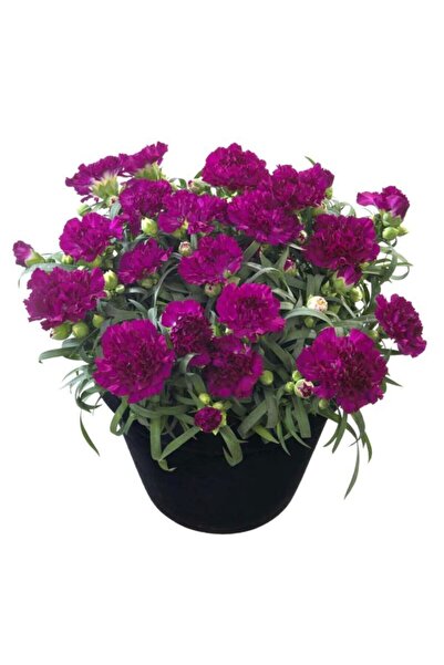 serada decor & plant Videolu Pembe Karanfil 15-30 Cm 1 Adet Saksılı Çiçekli B...