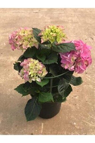 YAYLA TARIM Ortanca Çiçeği Fidanı ( Ithal Çift Renk ) Büyük Saksıda 15 Litre Üçretsiz Kargo 12 Ay Dikim...