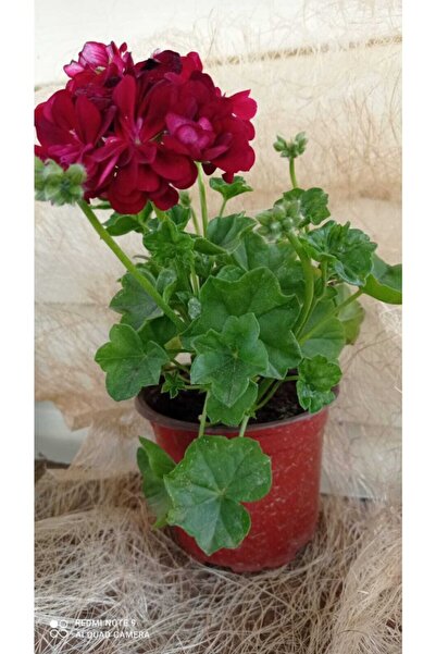 düşbahçem peyzaj Sakız Sardunya Bordo