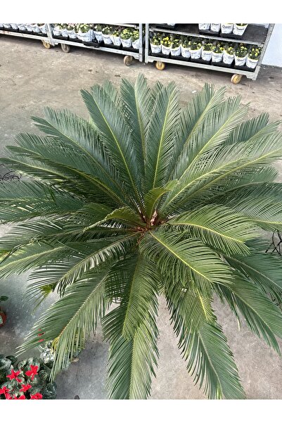 Çiçek Sikas cycas palmiyesi