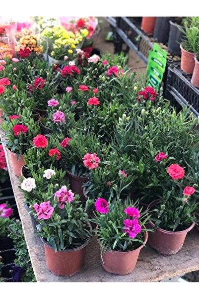 KELEBEKÇİÇEKÇİLİK Karanfil Çiçeği / Saksıda Karanfil SARI