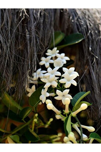 Bitkim Sende Videolu Kokulu Sarmaşık Beyaz Yasemin Fidanı 1 Adet Saksılı/ Tüp...