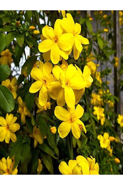 Bitkim Sende Jasminum Nudiflorum Çalı Yasemin Sarı Yasemin Fidanı 80-120 Cm
