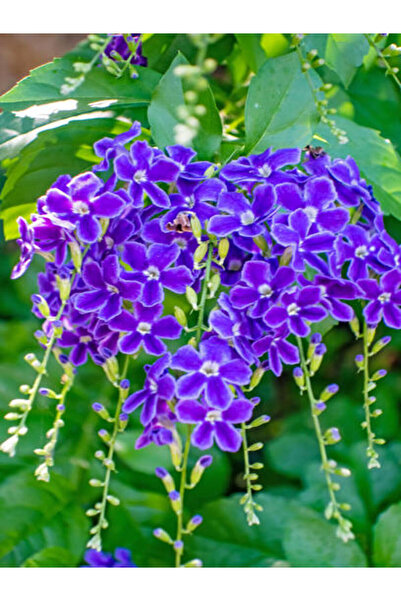 Bitkim Sende Videolu Özel Çeşit Duranta Çalısı-ağaç Menekşesi 50-60cm Saksılı/tüplü Dış Mekan Duranta Erecta