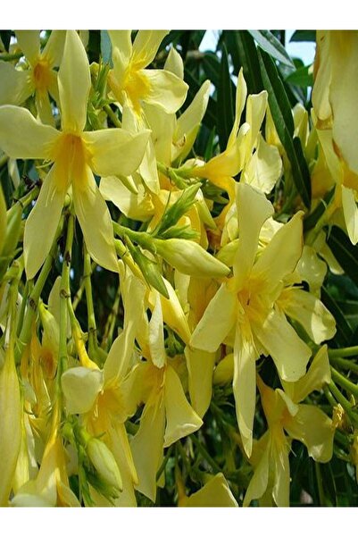 Bitkim Sende Videolu Sarı Zakkum Fidanı 1 Adet Saksılı/ Tüplü 50-90 Cm Dış Mekan Bitkisi (YELLOW 0LEANDER)