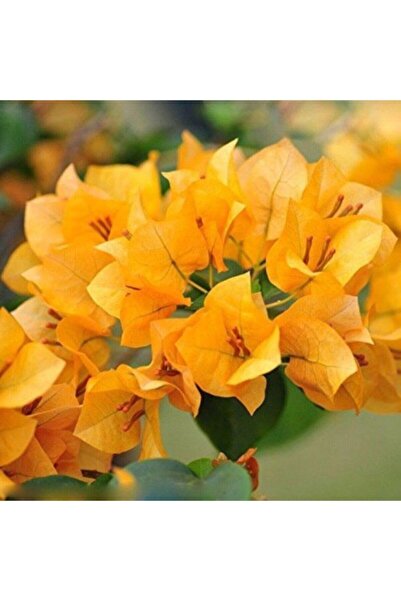 Bitkim Sende Videolu Sarı Begonvil Çiçeği Fidanı 50 Cm Saksılı/tüplü Dış Meka...