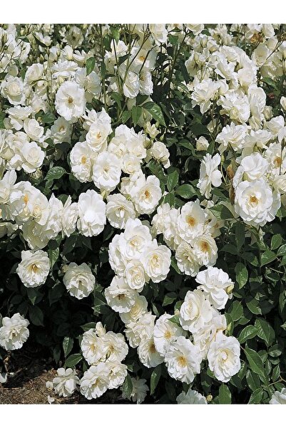 Bitkim Sende Videolu Beyaz 1adet Sarmasık Çardak Gülü Fidanı Saksılı 60-120cm (ROSE ON A PERGOLA)