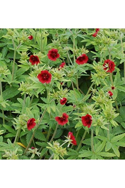 1001fidan Potentilla Thurberi Monarchs Beşparmak Otu Fidanı
