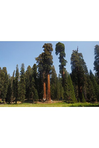 1001fidan Sequoiadendron Giganteum Dev Sekoya