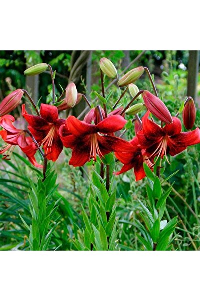 1001fidan Lilium Lilyum Zambak Soğanı - Strawberry Event