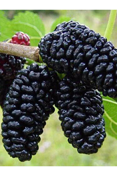 Doğan Fidancılık Kara Dut