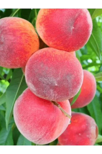 Doğan Fidancılık Hale Şeftali Tüplü Fidan