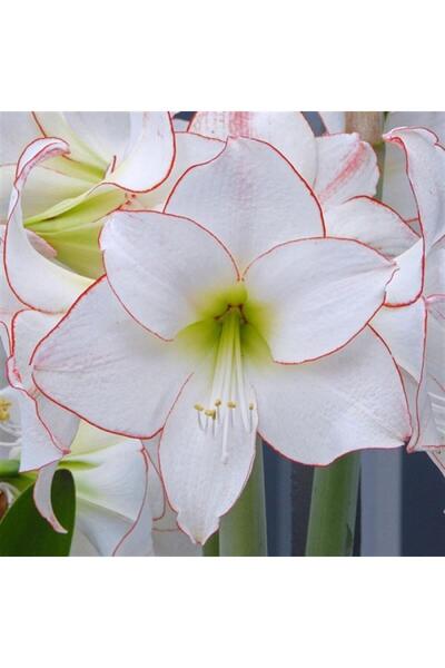 1001fidan Hippeastrum Amaryllis Soğanı (GÜZEL HATUN ÇİÇEĞİ SOĞANI) Picotee