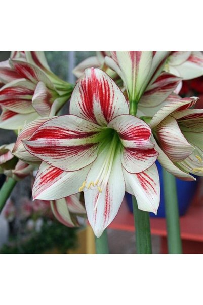 1001fidan Hippeastrum Amaryllis Soğanı (GÜZEL HATUN ÇİÇEĞİ SOĞANI) Ambiance