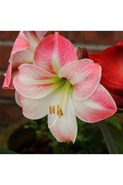 1001fidan Hippeastrum Amaryllis Soğanı (GÜZEL HATUN ÇİÇEĞİ SOĞANI) Apple Blossom