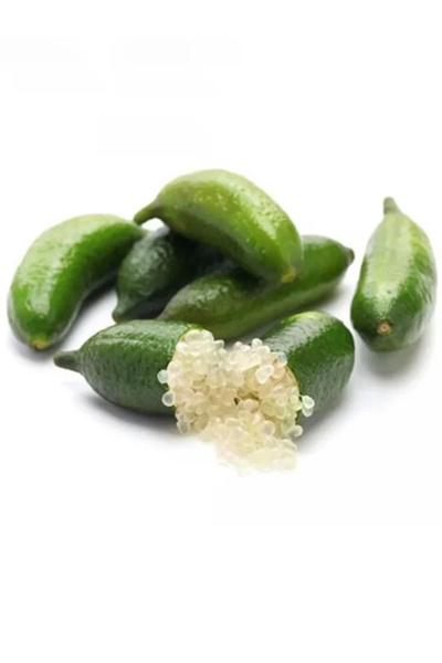 Doğan Fidancılık Figerlime Havyar Limon 2 Yaşında 120 Ile 150 Cm