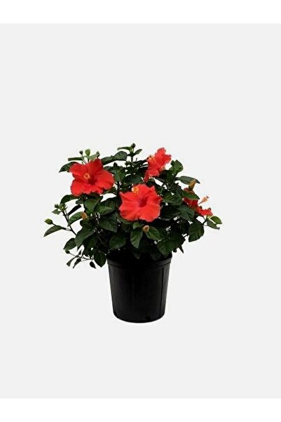 Bitkim Sende Videolu Kırmızı Japon Gülü Çiçeği Fidanı 1 Adet Saksılı/ Tüplü 4...
