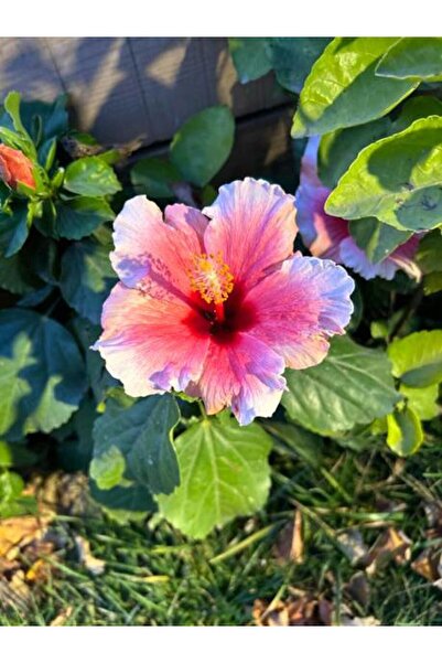 Bitkim Sende Videolu Pembe Japon Gülü Çiçeği Fidanı 40-45 Cm Saksılı Dış Meka...