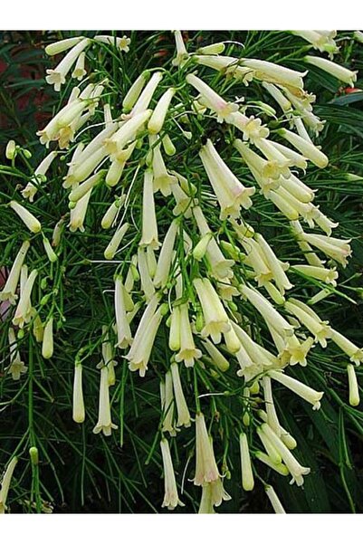Bitkim Sende Videolu Mis Kokulu 1 Adet Beyaz Mercan Çiçeği Saksılı 55-120cm (CORAL FLOWER)