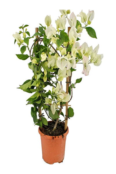 Bitkim Sende Videolu Begonvil Sarmaşığı 1 Adet Kırmızı 1 Adet Beyaz Begonvil Çiçeği 40-60cm Saksılı/ Tüplü