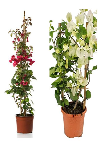 Bitkim Sende Videolu Begonvil Sarmaşığı 1 Adet Kırmızı 1 Adet Beyaz Begonvil Çiçeği 40-60cm Saksılı/ Tüplü