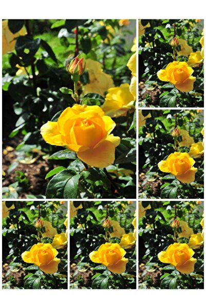 serada decor & plant Videolu Landora Gül Sarı Renkli (30 60 CM) 1 Adet Saksıl...
