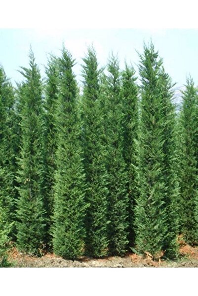 Bitkim Sende Videolu Mis Kokulu 10 Adet Nadir Tüt Leylandi Fidanı Saksılı\tüp...