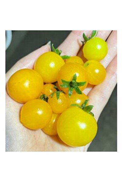 BereketliBahçem Bodur Sarı Çeri Domates Tohumu (10 adet)