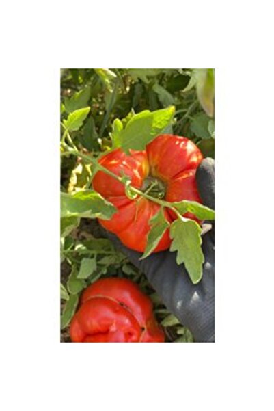 BereketliBahçem İri Deşti (Susuz) Domates Tohumu (15 adet) (Oturak)